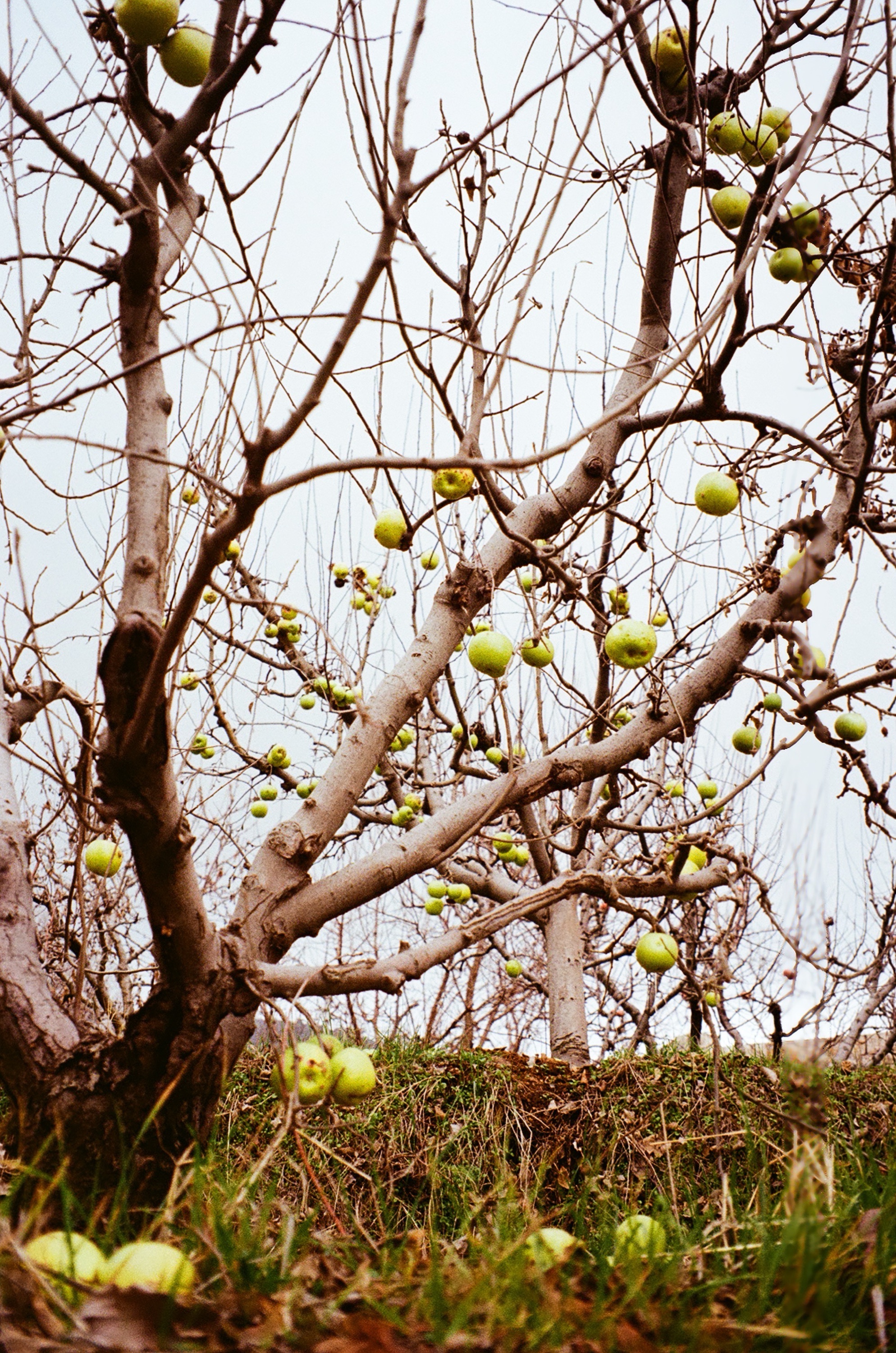 Documentary photograph: Mount Lebanon, January 2025. Mount Lebanon, Lebanon. Archival pigment print by Thalia Bassim.