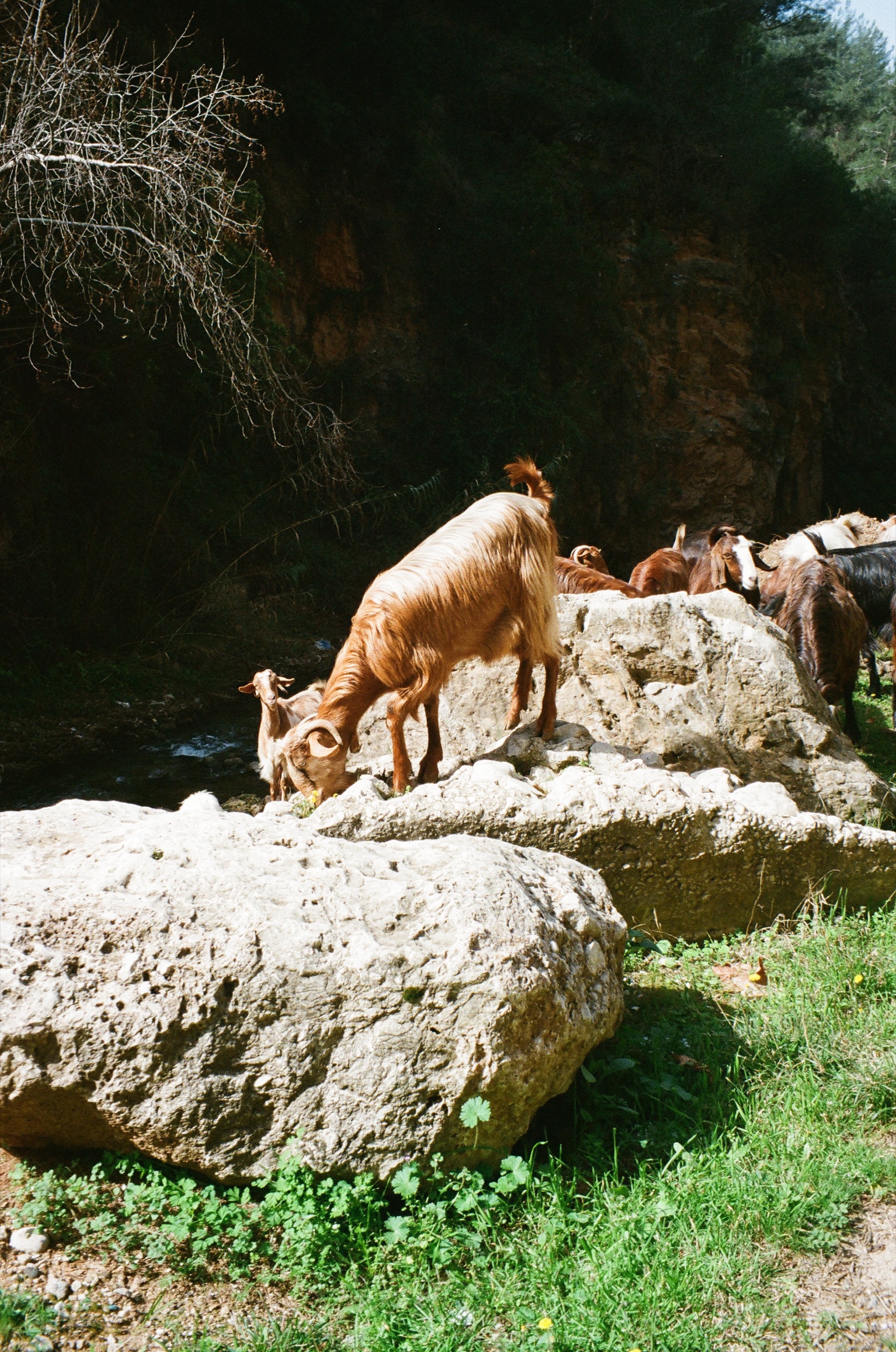 Documentary photograph: North Lebanon (3), March 2026. North Lebanon, Lebanon. Archival pigment print by Thalia Bassim.
